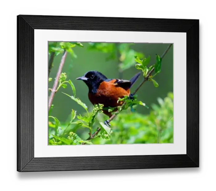 Framed Print : Male Orchard Oriole