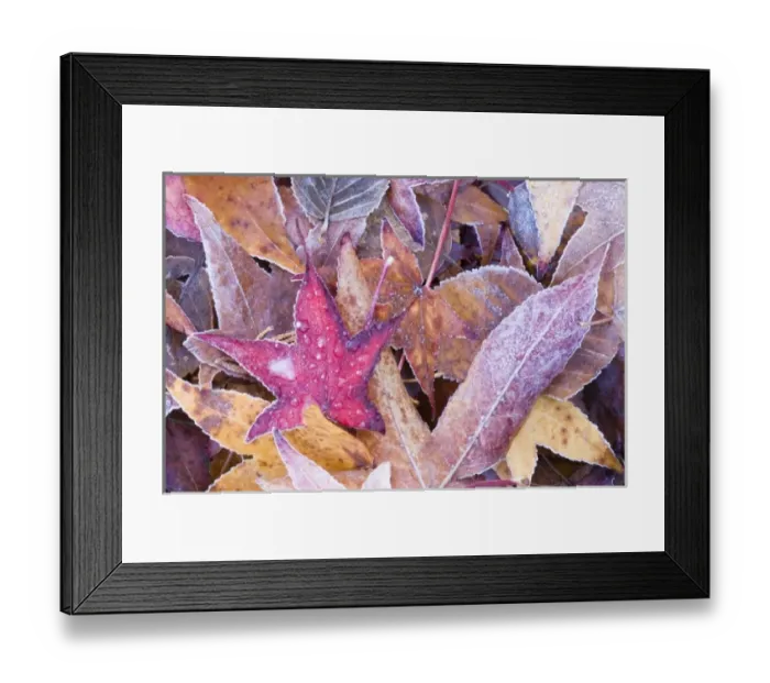 Framed Print : Frost on Autumn Leaves, WA, USA