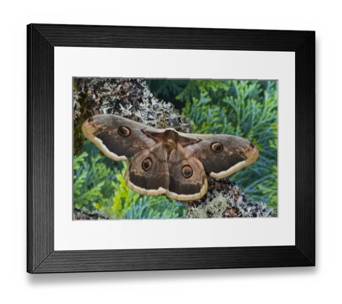 Framed Print : USA, North America, Washington