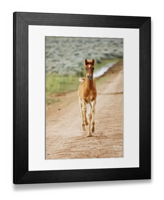 Framed Print : USA, North America, Wyoming Framed Print : USA, North America, Wyoming