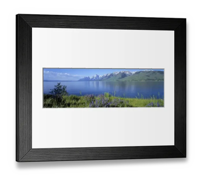 Framed Print : USA, Wyoming, Grand Teton NP. Lupine blooms on the verdant shores of Jackson Lake