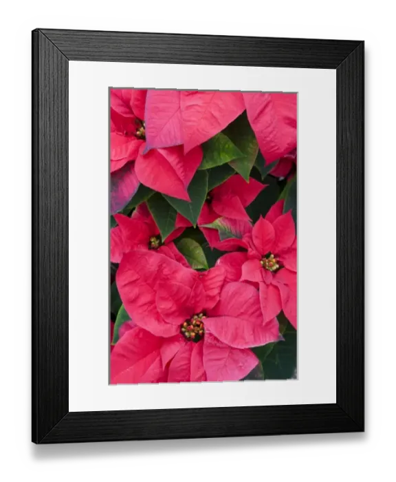 Framed Print : USA, Washington, Woodinville, Molbaks Nursery, Poinsettia Festival Framed Print : USA, Washington, Woodinville, Molbaks Nursery, Poinsettia Festival