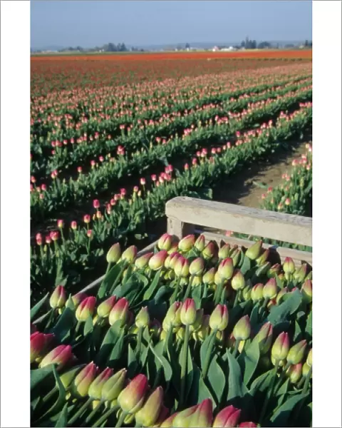 USA, Washington, Skagit Valley. Tulip fields near La Conner