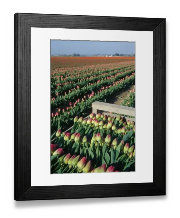 Framed Print : USA, Washington, Skagit Valley. Tulip fields near La Conner