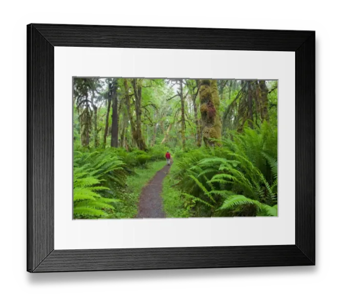 Framed Print : USA, Washington, Olympic National Park, Quinault Rain Forest, Maple Glade trail, ferns