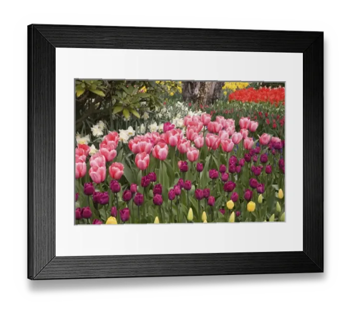 Framed Print : USA, WA, Skagit Valley, tulip and daffodil garden at Tulip Festival
