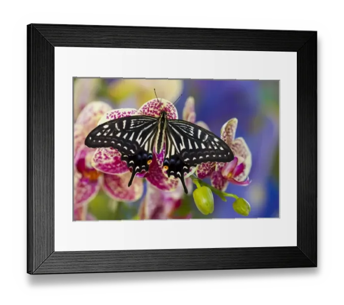 Framed Print : Sammamish, Washington Tropical Butterfly Photograph of Papilio xuthus the Chinese Framed Print : Sammamish, Washington Tropical Butterfly Photograph of Papilio xuthus the Chinese