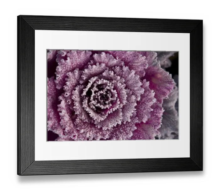 Framed Print : USA, Washington State, Seattle. Frost-covered Ornamental Cabbage Framed Print : USA, Washington State, Seattle. Frost-covered Ornamental Cabbage