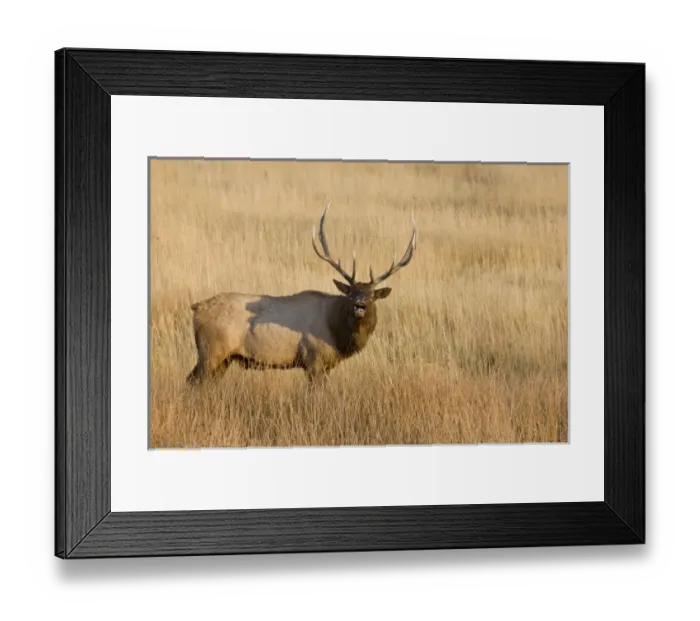 Framed Print : USA, North America, Wyoming