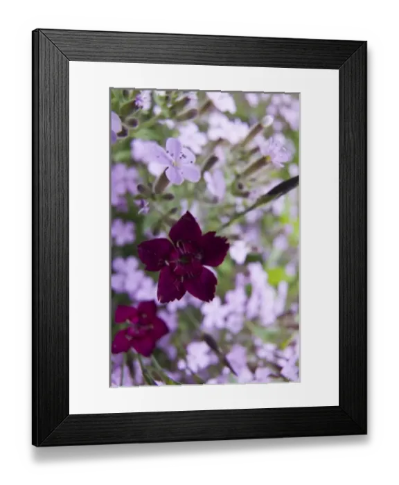 Framed Print : USA, North America, Washington