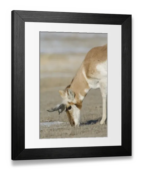 Framed Print : USA, North America, Wyoming