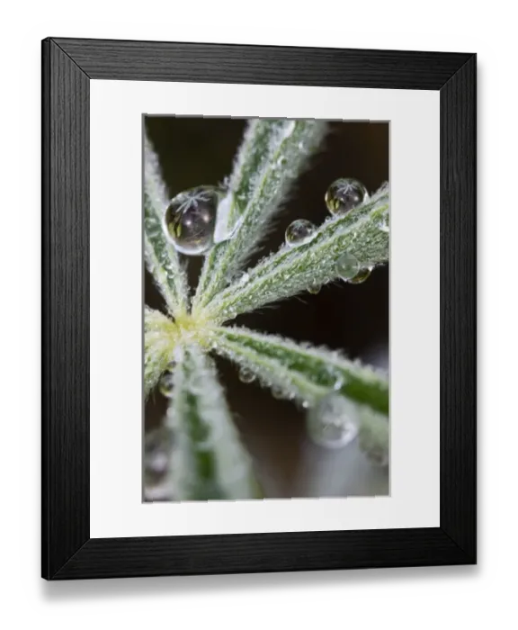 Framed Print : Lupine leafs seen in morning dew on a close up of a lupine leaf - Grand Teton National Park Framed Print : Lupine leafs seen in morning dew on a close up of a lupine leaf - Grand Teton National Park