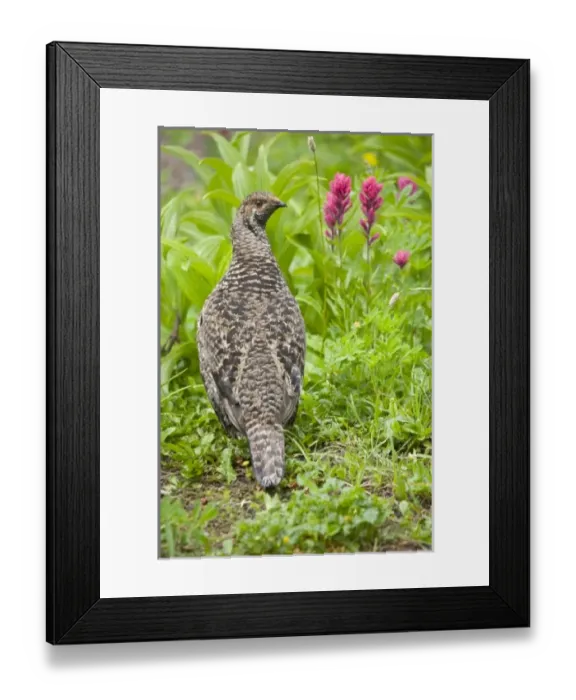 Framed Print : USA, North America, Washington Framed Print : USA, North America, Washington
