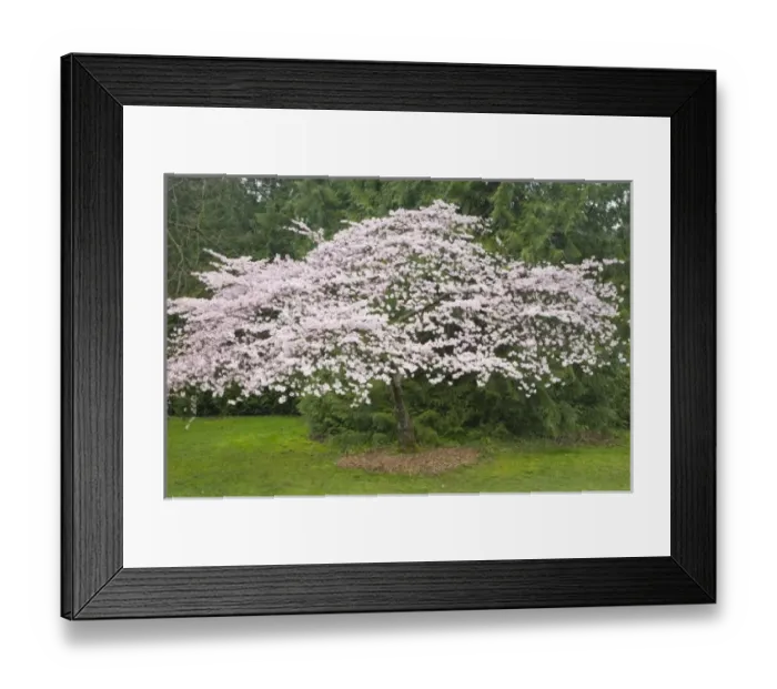 Framed Print : WA, Seattle, Washington Park Arboretum, Cherry tree in spring Framed Print : WA, Seattle, Washington Park Arboretum, Cherry tree in spring