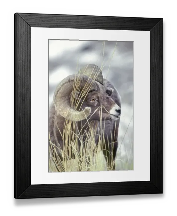 Framed Print : USA, North America, Wyoming Framed Print : USA, North America, Wyoming