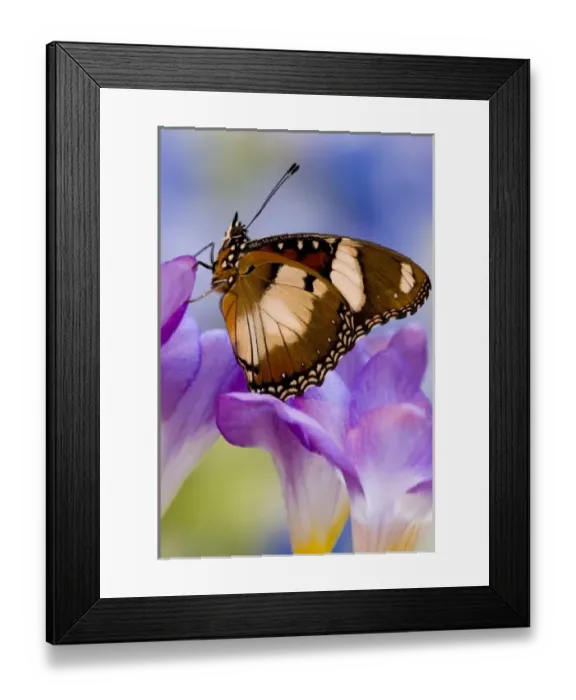 Framed Print : Sammamish Washington Tropical Butterflies photograph of Hypolimnas misippus the Mimic Framed Print : Sammamish Washington Tropical Butterflies photograph of Hypolimnas misippus the Mimic