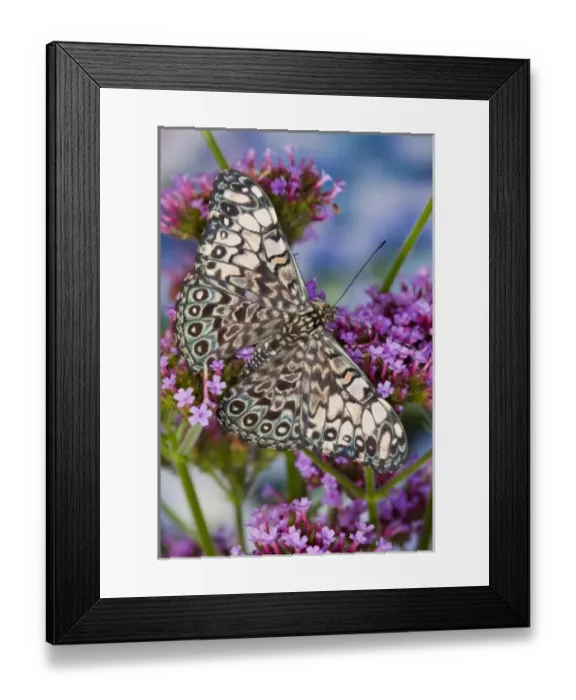 Framed Print : Sammamish Washington Tropical Butterflies photograph of Hamadryas feronia the Grey