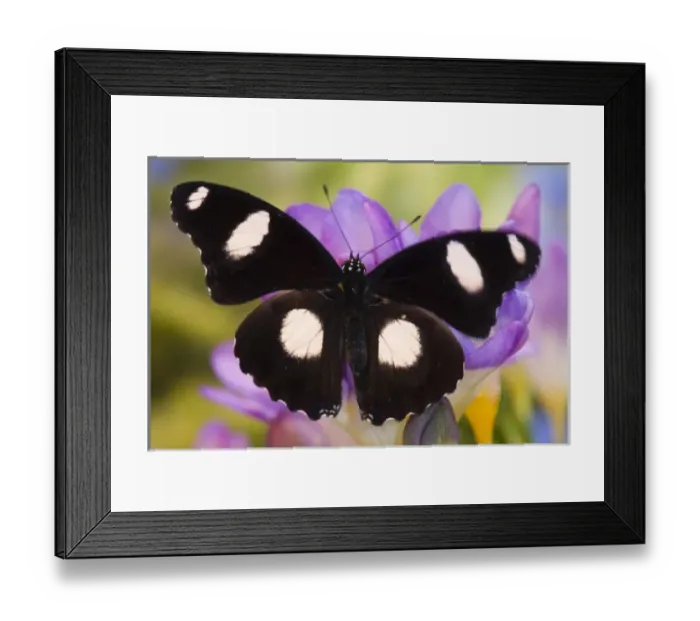 Framed Print : Unknown. Sammamish Washington Tropical Butterflies photograph of Hypolimnas Framed Print : Unknown. Sammamish Washington Tropical Butterflies photograph of Hypolimnas