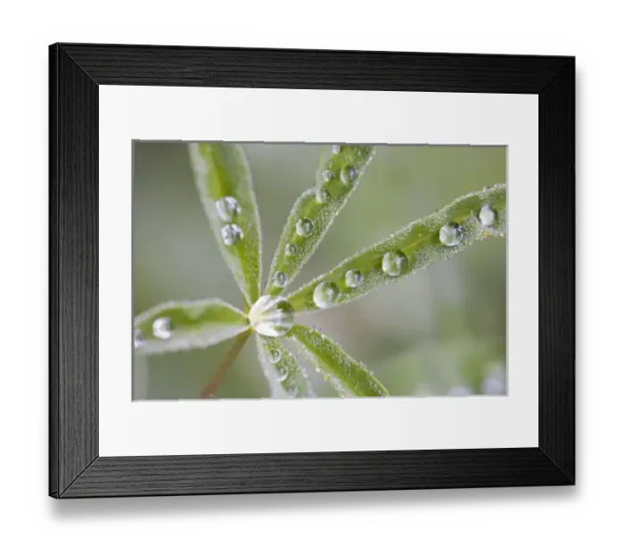 Framed Print : USA, North America, Washington