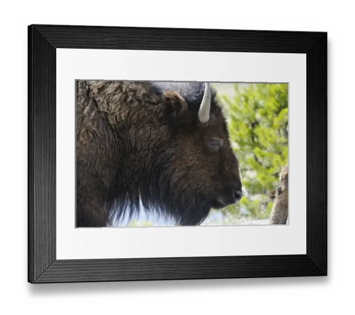 Framed Print : USA, Wyoming, Cow Bison, Yellowstone National Park