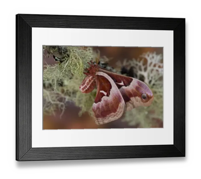Framed Print : USA, North America, Washington