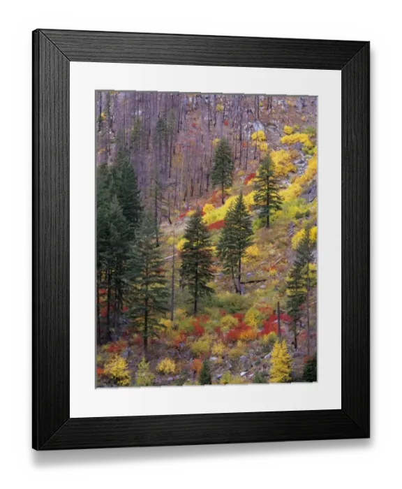 Framed Print : USA, North America, Washington