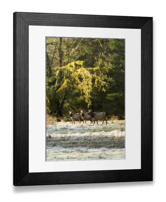 Framed Print : USA, North America, Washington