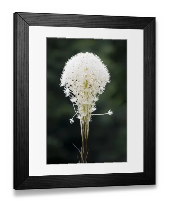 Framed Print : WA, Mount Rainier National Park, Beargrass (Xerophyllum tenax)