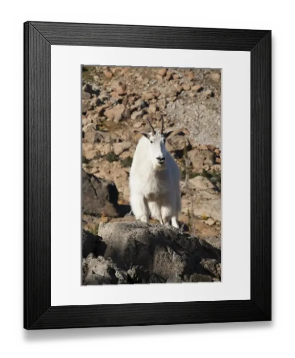 Framed Print : WA, Alpine Lakes Wilderness, mountain goat Framed Print : WA, Alpine Lakes Wilderness, mountain goat