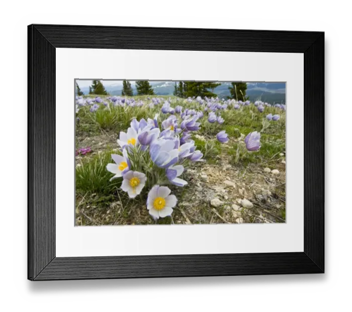 Framed Print : USA, Wyoming, Bighorn Mountains, Medicine Wheel Nationial Historic Site, Silky Pasqueflower Framed Print : USA, Wyoming, Bighorn Mountains, Medicine Wheel Nationial Historic Site, Silky Pasqueflower