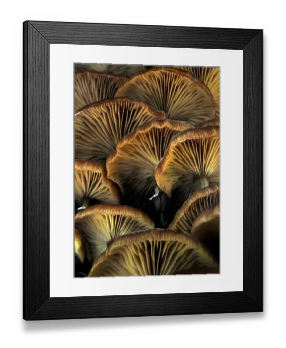 Framed Print : Wild Mushrooms