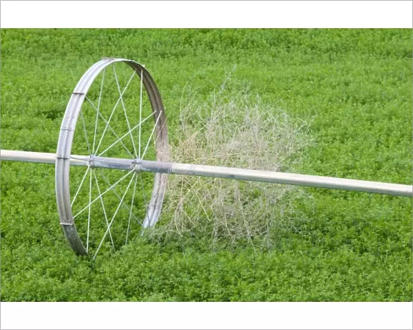 USA, Washington State. Tumbleweed and irrigation sprinkler