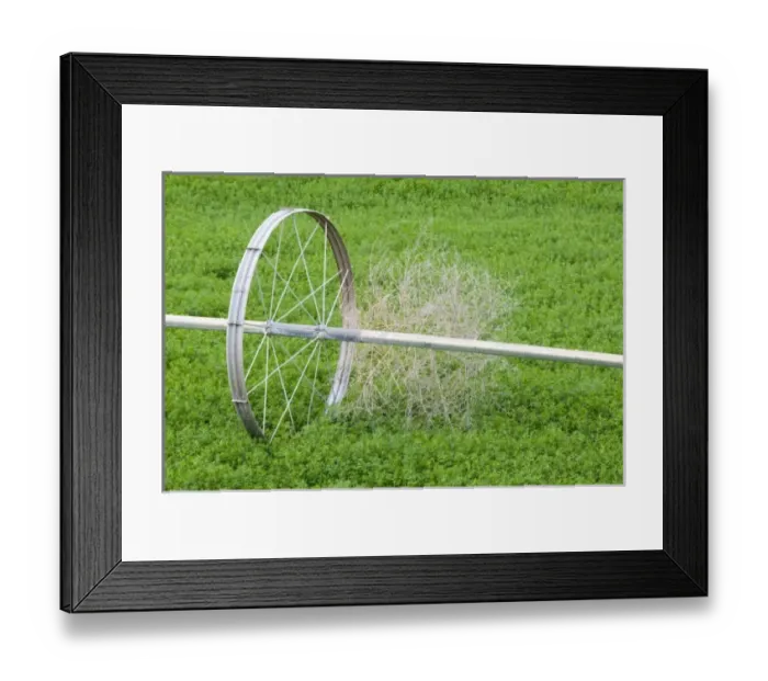 Framed Print : USA, Washington State. Tumbleweed and irrigation sprinkler