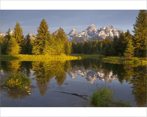 Teton Mountain reflect in backwater of Snake River at Scwabacher Landing in Grand