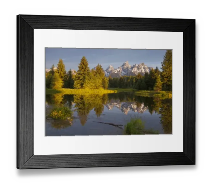 Framed Print : Teton Mountain reflect in backwater of Snake River at Scwabacher Landing in Grand Framed Print : Teton Mountain reflect in backwater of Snake River at Scwabacher Landing in Grand