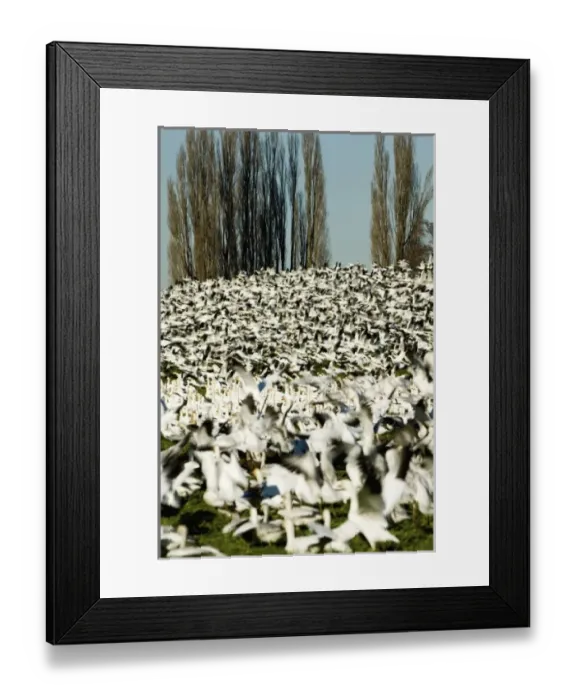 Framed Print : North America, USA, WA, Skagit Valley. Masses of Snow Geese (Chen caerulescens) in Framed Print : North America, USA, WA, Skagit Valley. Masses of Snow Geese (Chen caerulescens) in