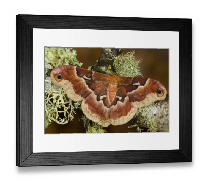 Framed Print : USA, North America, Washington Framed Print : USA, North America, Washington