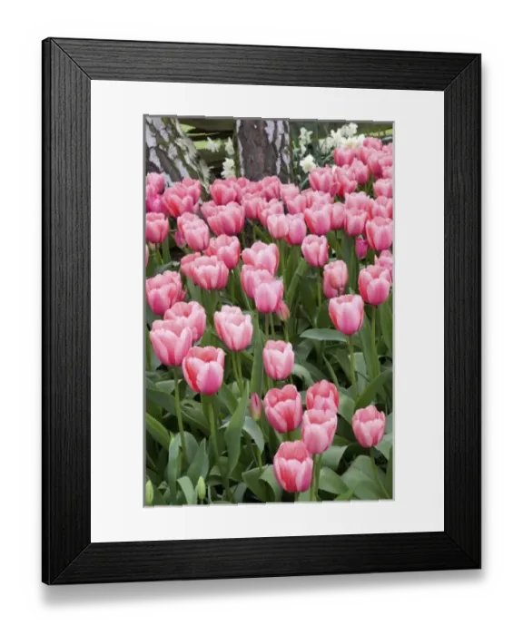 Framed Print : USA, WA, Skagit Valley, tulip and daffodil garden at Tulip Festival Framed Print : USA, WA, Skagit Valley, tulip and daffodil garden at Tulip Festival