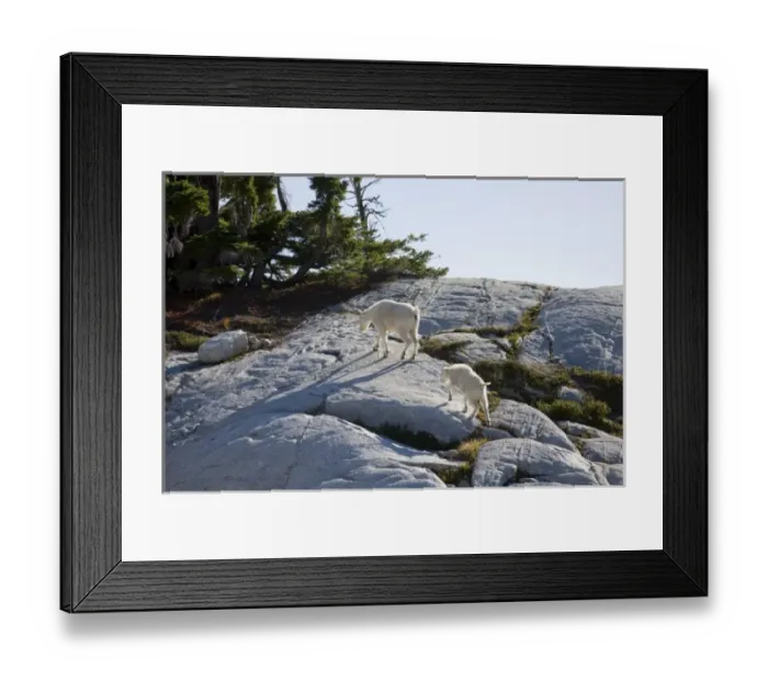 Framed Print : WA, Alpine Lakes Wilderness, Mountain Goats (Oreamnos americanus), Nanny goat and kid Framed Print : WA, Alpine Lakes Wilderness, Mountain Goats (Oreamnos americanus), Nanny goat and kid