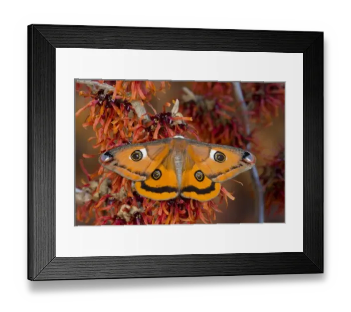 Framed Print : Sammamish, Washington a North American species from California. A small female silk Framed Print : Sammamish, Washington a North American species from California. A small female silk