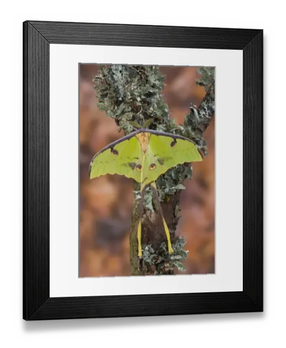 Framed Print : Sammamish, Washington silk moth from Africa know as the moon moth Argema mimosae Framed Print : Sammamish, Washington silk moth from Africa know as the moon moth Argema mimosae
