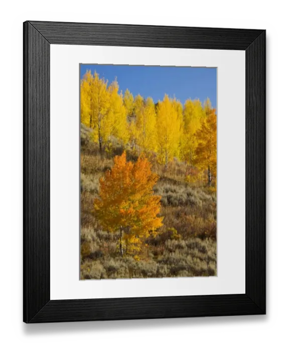 Framed Print : USA, North America, Wyoming Framed Print : USA, North America, Wyoming