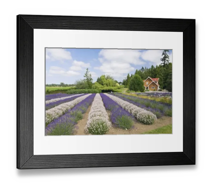 Framed Print : USA, WA, Squim, Purple Haze Lavendar Farm