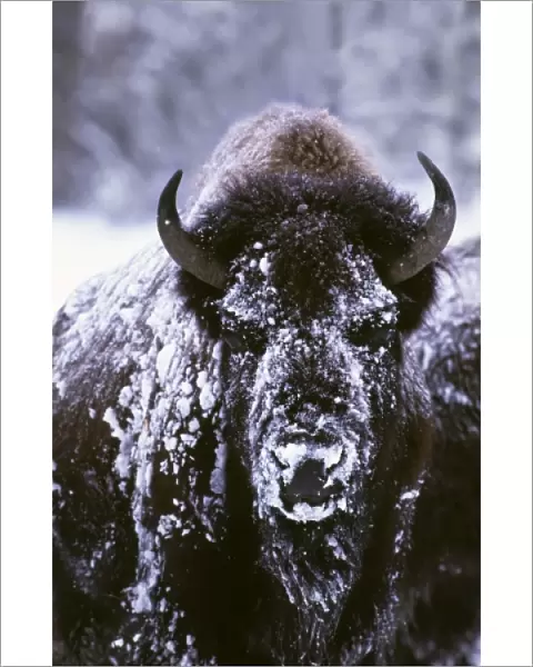 North America, USA, Yellowstone National Park. A bison (Bison bison) on a very cold