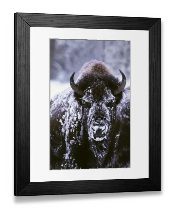 Framed Print : North America, USA, Yellowstone National Park. A bison (Bison bison) on a very cold Framed Print : North America, USA, Yellowstone National Park. A bison (Bison bison) on a very cold