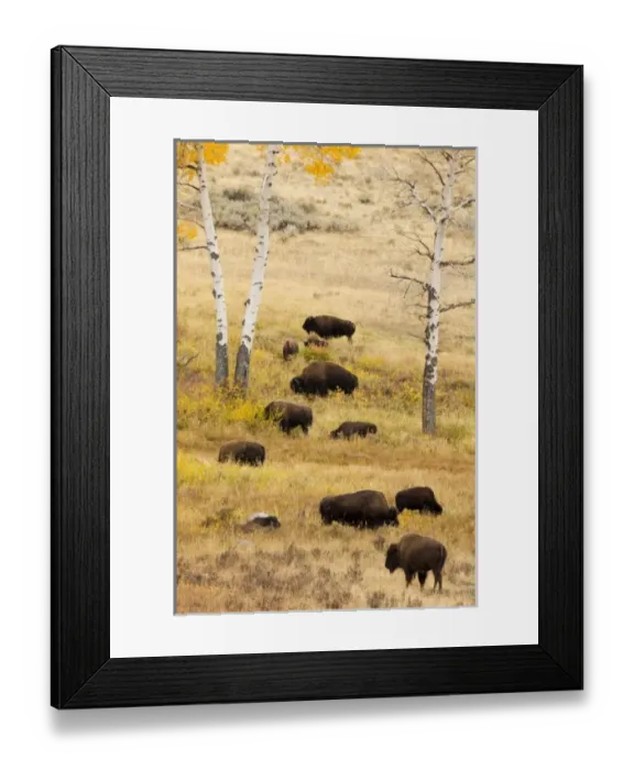 Framed Print : USA, North America, Wyoming Framed Print : USA, North America, Wyoming