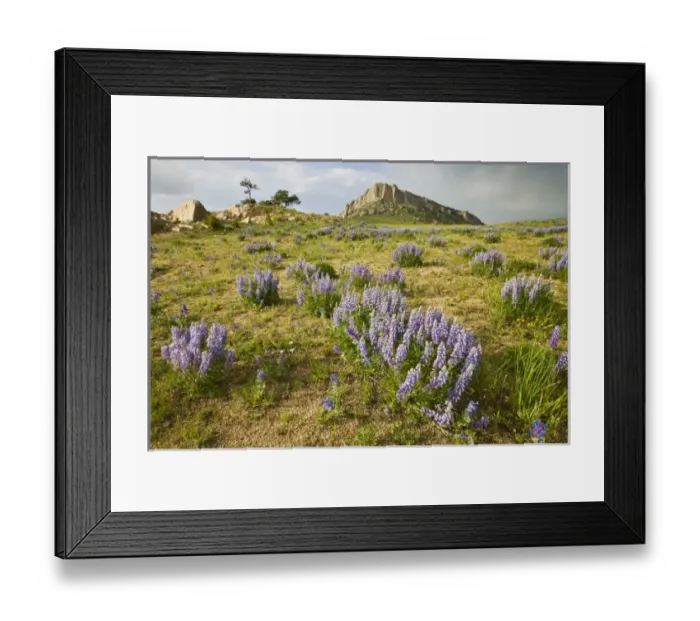 Framed Print : USA, North America, Wyoming Framed Print : USA, North America, Wyoming