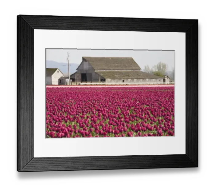 Framed Print : WA, Skagit Valley, Tulip fields in full bloom Framed Print : WA, Skagit Valley, Tulip fields in full bloom