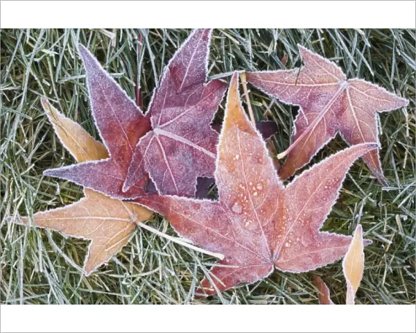 USA, WA, Frost on Sweet Gum Leaves (Liquidambar styraciflua)