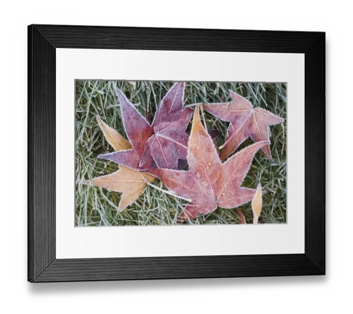 Framed Print : USA, WA, Frost on Sweet Gum Leaves (Liquidambar styraciflua) Framed Print : USA, WA, Frost on Sweet Gum Leaves (Liquidambar styraciflua)